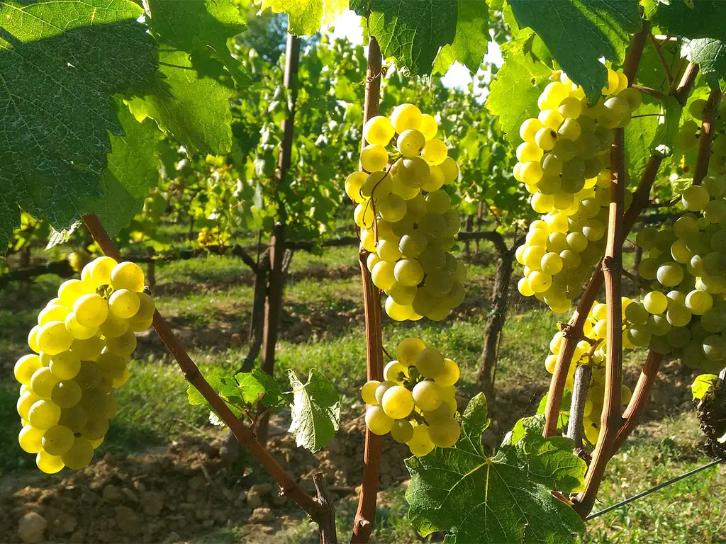 Lake Garda Wine Region Lugana grapes