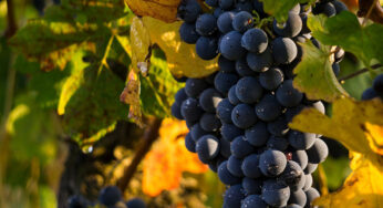 Moscato di Scanzo DOCG: Characteristics, Origins and Food Pairing