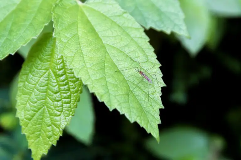 Mosquitoes in Italy