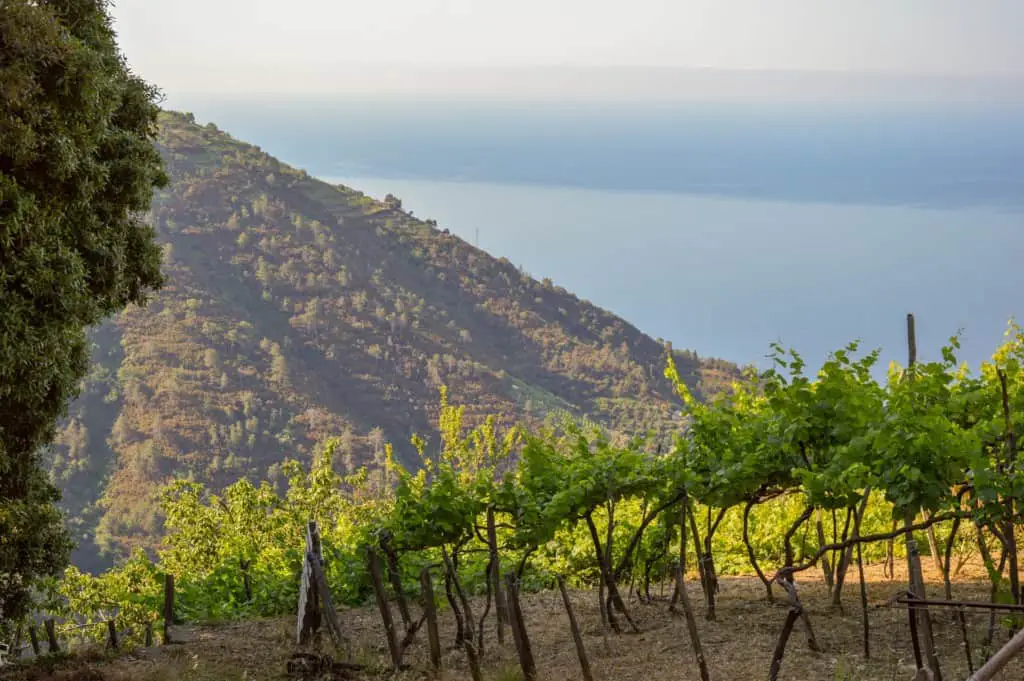 Sciacchetrà vineyards in Liguria