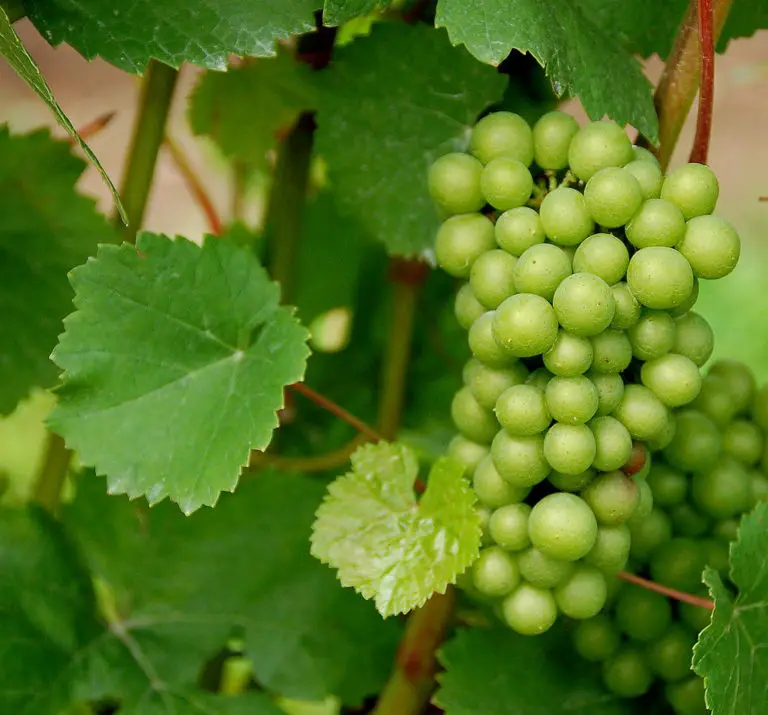 Teroldego grapes