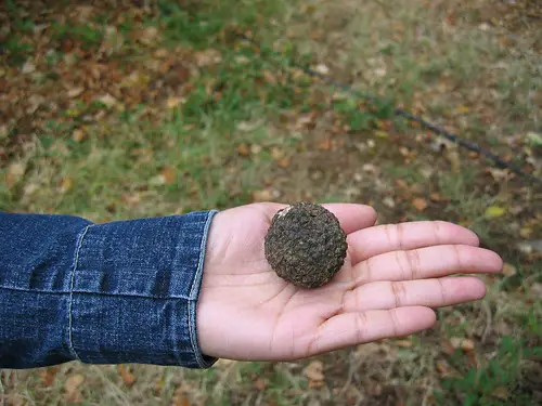 truffle hunting italy