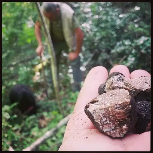 Truffle Hunt with Dogs in Italy