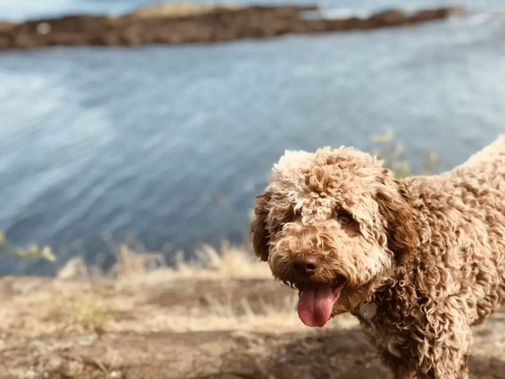Lagotto Romagnolo Dog Breed for Truffle Hunting