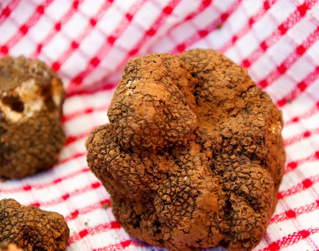 what is a truffle
