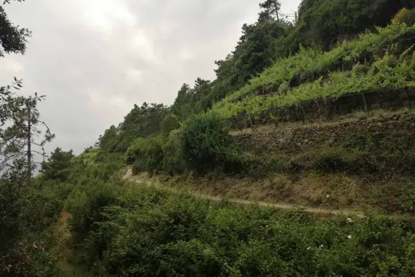 Dry Walls in Cinque Terre