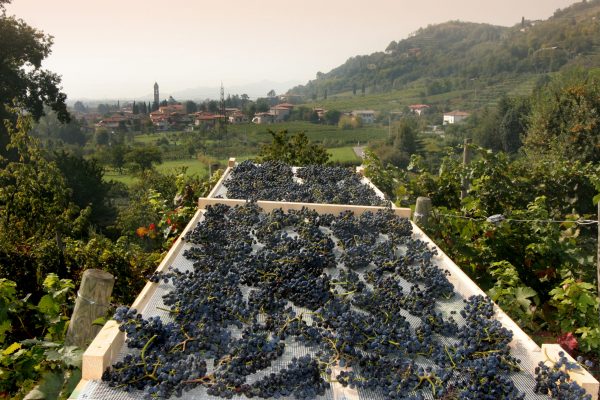 Moscato di Scanzo DOCG Bergamo sweet wine vineyards