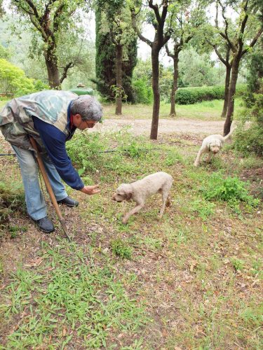 Truffle hunting Lagotto Romagnolo