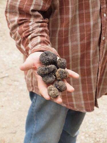 Truffle hunting with dogs in Italy